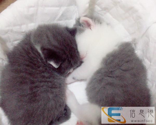 蓝白小宝宝接受预定啦