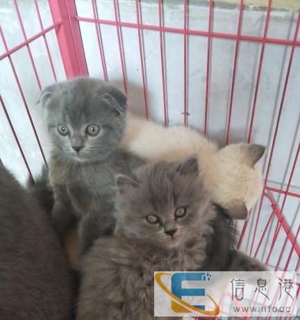 英国短毛猫蓝猫