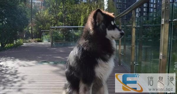 黑色精品自家公阿拉斯加黑十对外配种