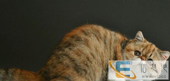 精品猫舍值得信赖的购宠平台 英美短 布偶 金吉拉等