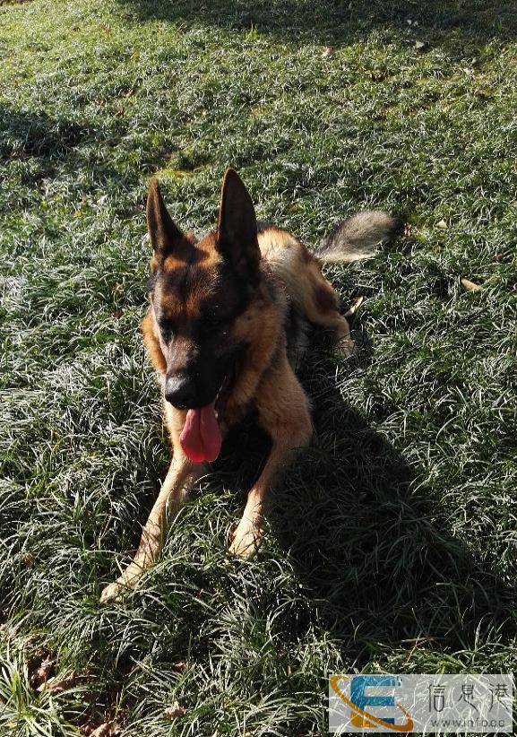 精品纯种德牧种公路虎借配