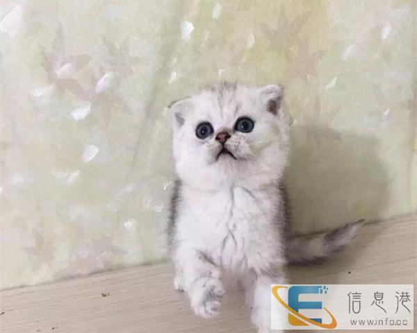 专业繁殖英国短毛猫健康纯种可签订质保协议