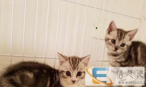 自家养纯种猫美短虎斑英短折耳