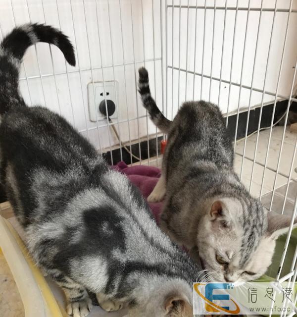 美国短毛虎斑猫