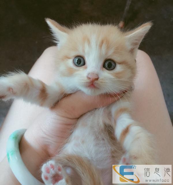 出售家养小波斯猫咪 超可爱 超萌出月子啦