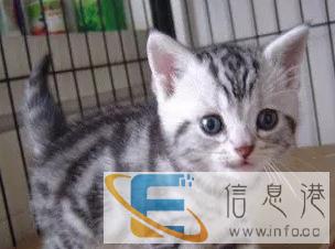 英短一蓝白一蓝猫一银渐层 金吉拉一美短宠物猫 可上门挑选