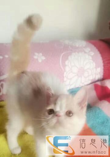 纯种加菲低价转卖