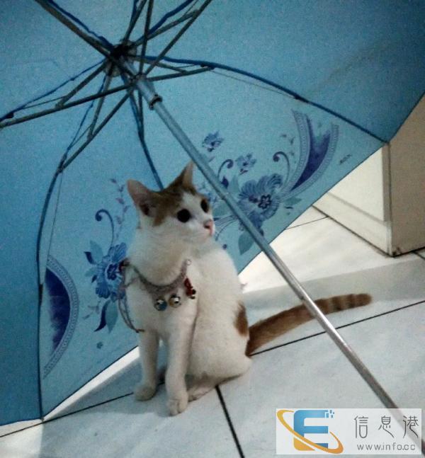 出生六个月小猫免费领养