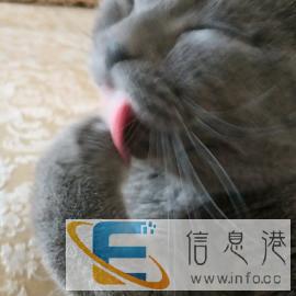 蓝猫小帅哥借配看描述