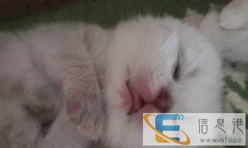 家养纯种幼猫出售