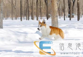 双美后天冠军种公借配