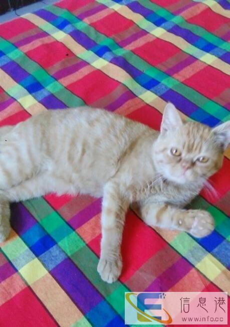 纯血统的加菲猫