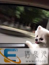 自养公博美找女票