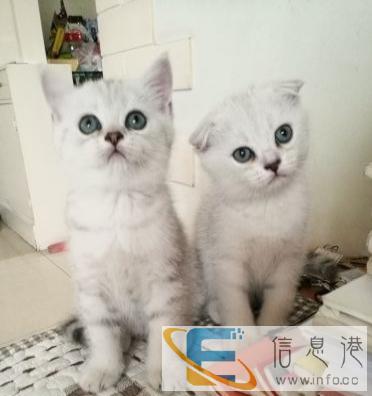 纯种幼猫宝宝等着你