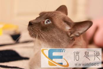 暹罗猫对外借配