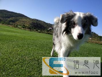 陨石边牧出台找妞了