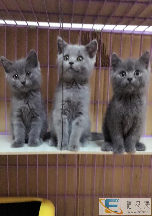 自己家养的精品蓝猫出窝了