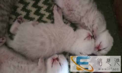 折耳幼猫找新家