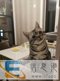 配种，美短银虎斑，公，立耳，特征斑齐全