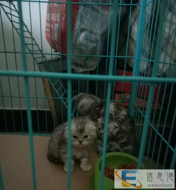 银虎斑出售-还剩4只,可过来现场看看,一个月幼猫,品相好