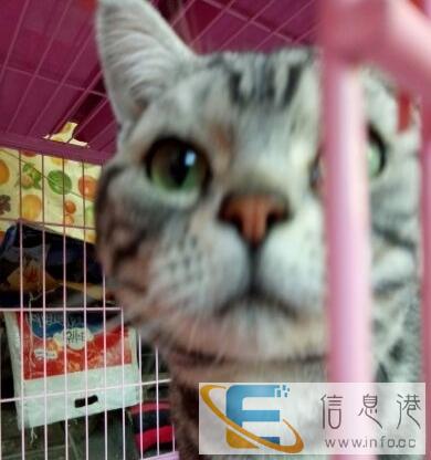 美短虎斑猫绿眼睛