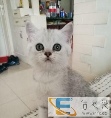 纯种幼猫优惠出售