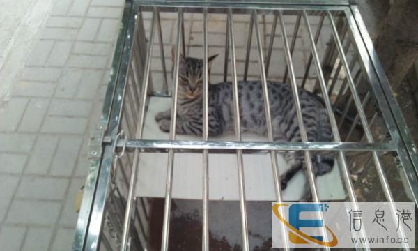 一岁雌性美国虎斑出售