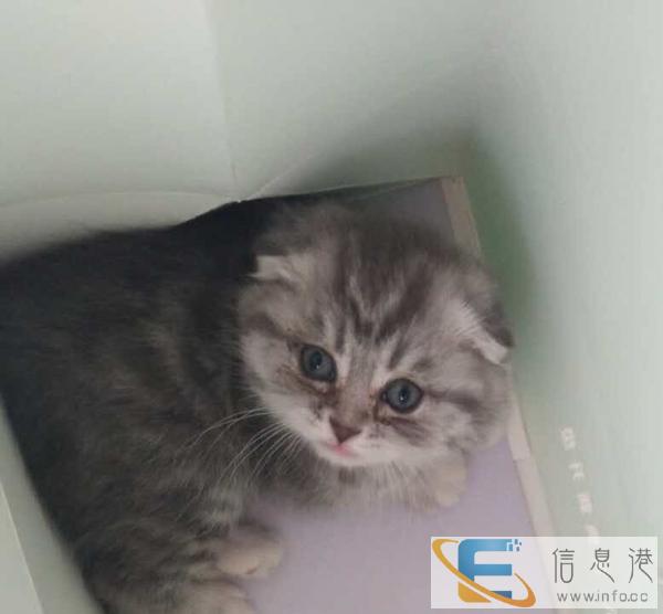 找一个爱猫人士,出售英国折耳猫