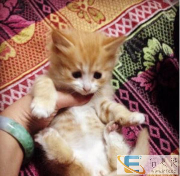 出家养40天小波斯猫 超可爱超活泼健康