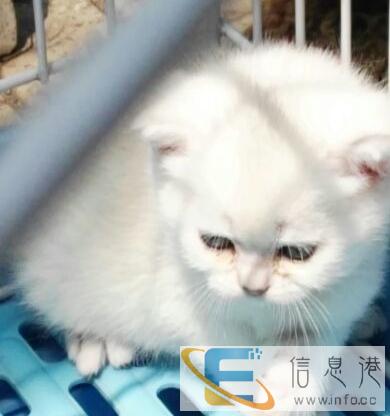 纯种血统猫出售