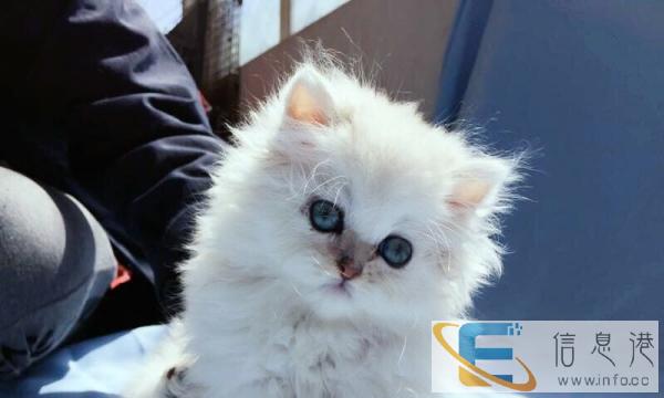 金吉拉弟弟萌到爆