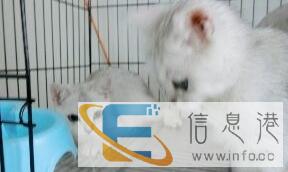 精品渐层幼猫,价不高