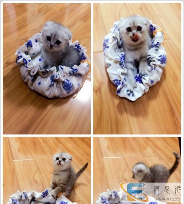 自家繁育英短渐层