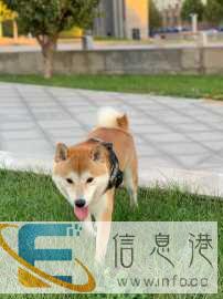 双血统柴犬对外借配