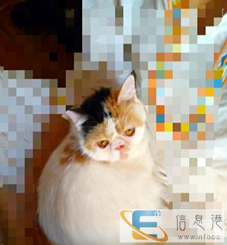 情人节特价三花MM 只限一天