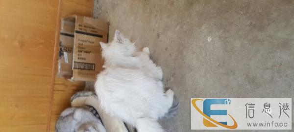 金吉拉公猫渐层