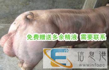 鲜猪精液新美系杜洛克大约克人工受精