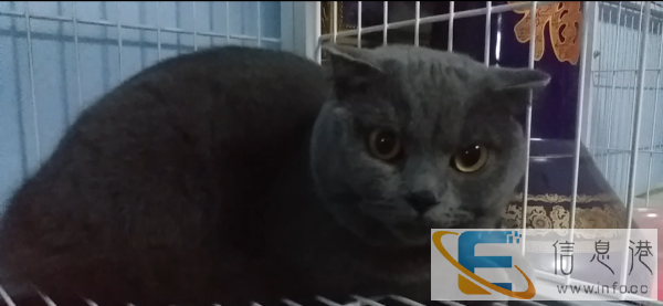 纯血实力蓝猫种公借配