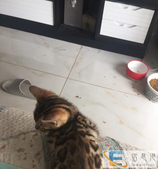 孟加拉豹猫 纯种孟加拉空心玫瑰花纹