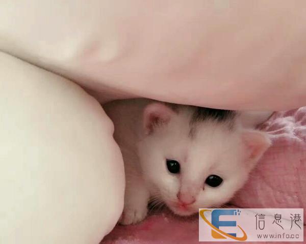 小猫猫,阴阳眼