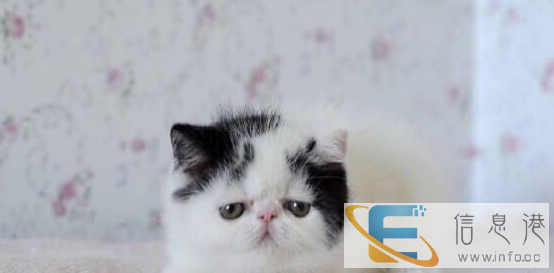 甜美脸庞 可爱迷人 高品质加菲猫宝宝 本市可送货