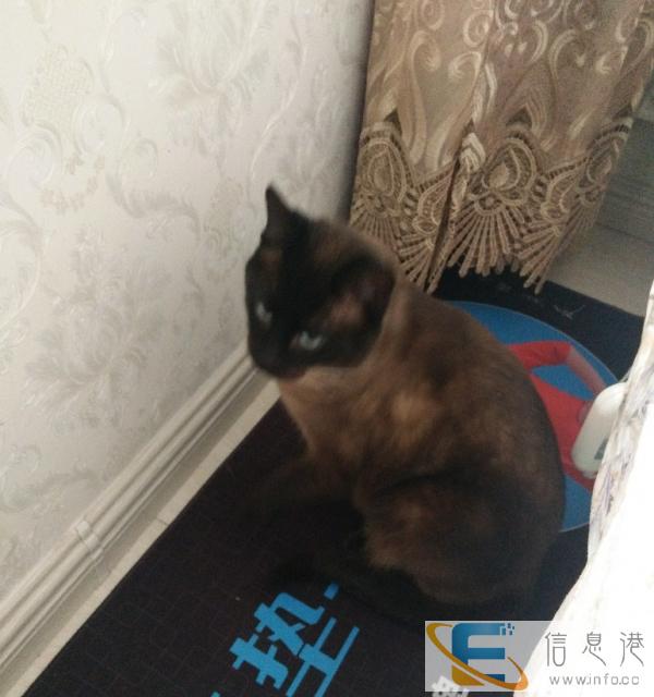 暹罗猫大公健康能吃能睡