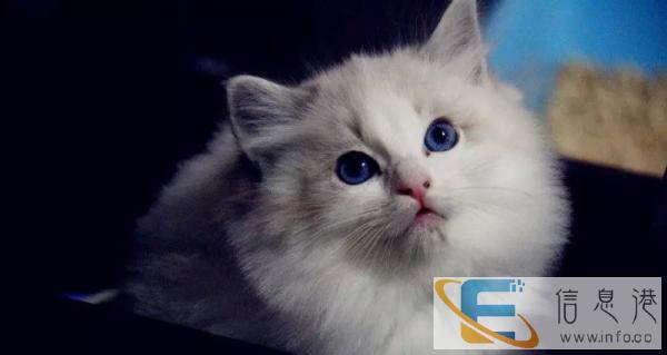 进口布偶猫,包健康包纯种,公母均有