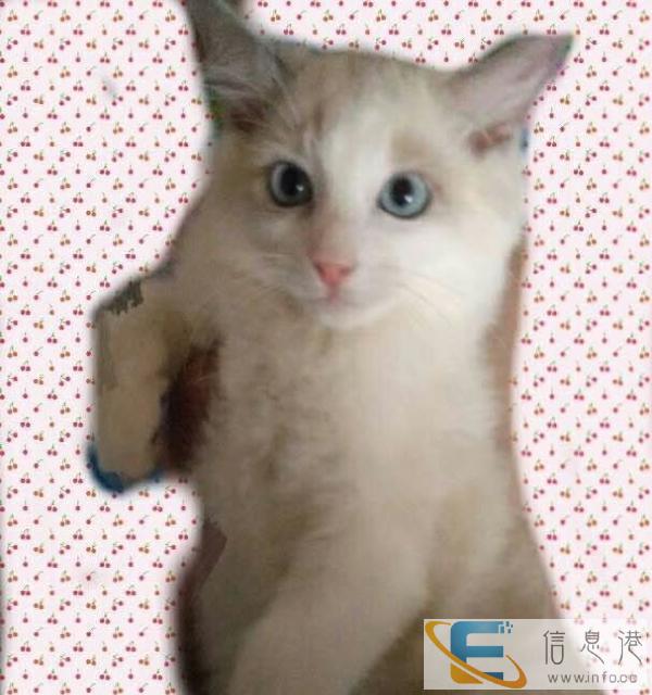 自家繁育布偶猫 公血统纯正