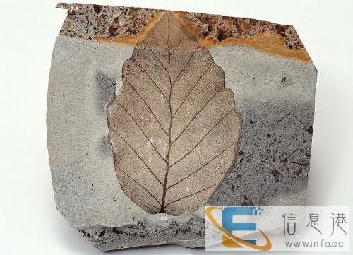 广西正规私人常年免费鉴定收购古钱币当天快速交易