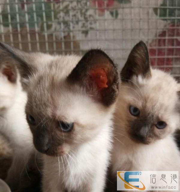 暹罗猫便宜出售