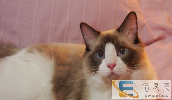 猫舍直销家养纯种布偶猫多只可选健康双血统包售后