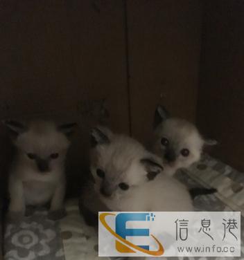 家养健康精品暹罗猫出售