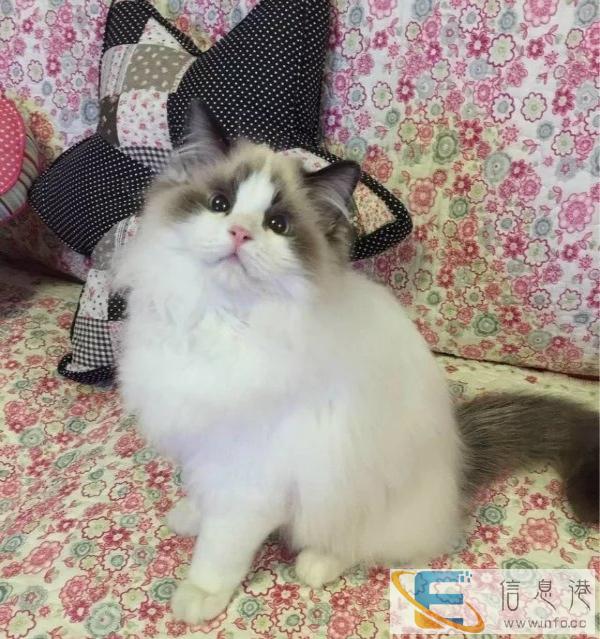 布偶猫 低价销售疫苗做好包飞可预定可签协议合同可上门挑选
