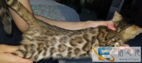 纯种孟加拉豹猫 大空心玫瑰花纹